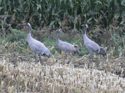 Crane (Grus grus)