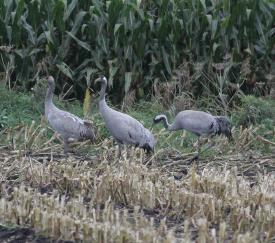 Crane (Grus grus)