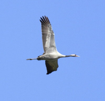 Crane(Grus grus)