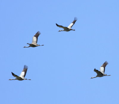 Crane(Grus grus)