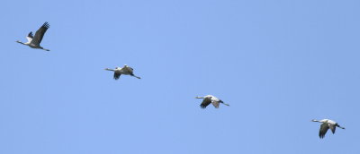 Crane(Grus grus)