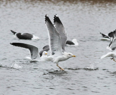 Yellow-legged Gull (Larus michahellis)