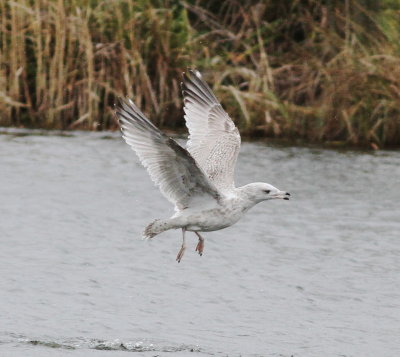 viking_gull