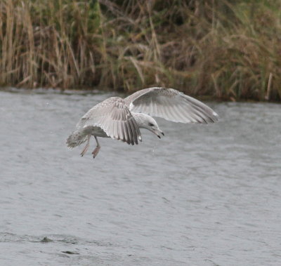 Viking Gull (Glaucous x Herring - Larus hypergentatus)