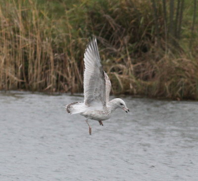 Viking Gull (Glaucous x Herring - Larus hypergentatus)