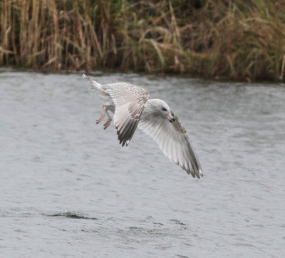 Viking Gull (Glaucous x Herring - Larus hypergentatus)