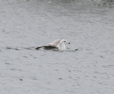 Viking Gull (Glaucous x Herring - Larus hypergentatus)