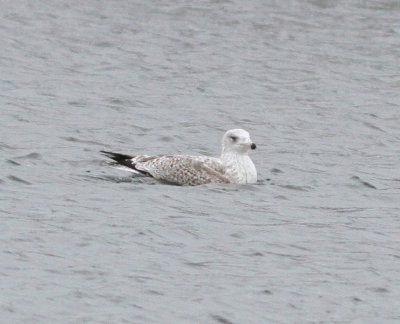 viking_gull