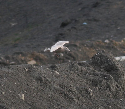 Glaucous Gull (Larus hyperboreus)