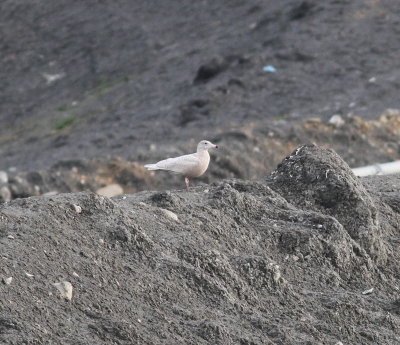 Glaucous Gull (Larus hyperboreus)