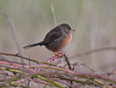 Dartford Warbler (Sylvia undata)