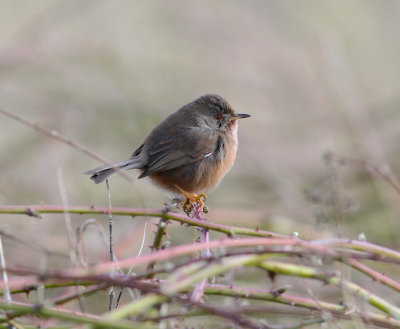 Dartford Warbler (Sylvia undata)