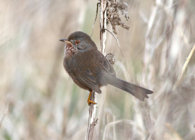 Dartford Warbler (Sylvia undata)