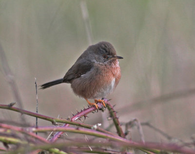 Dartford Warbler (Sylvia undata)