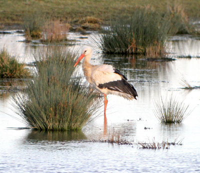 White Stork (Ciconia ciconia)