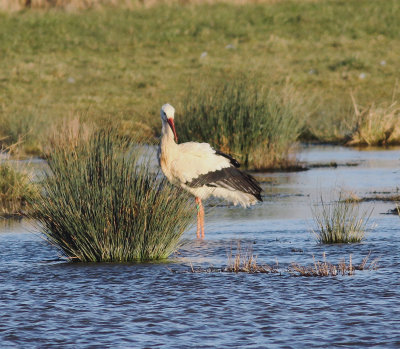 White Stork (Ciconia ciconia)