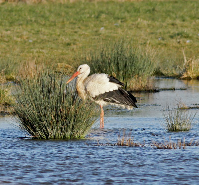 white_stork_uk