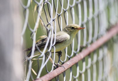 Icterine Warbler (Hippolais icterina)