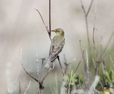 Icterine Warbler (Hippolais icterina)