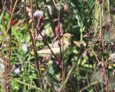 Icterine Warbler (Hippolais icterina)