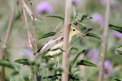 Icterine Warbler (Hippolais icterina)