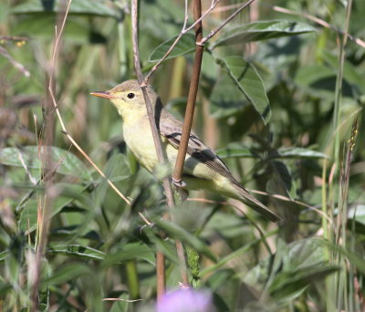 Icterine Warbler (Hippolais icterina)