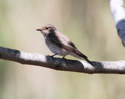 Spotted Flycatcher (Muscicapa striata)