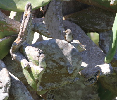 Spotted Flycatcher (Muscicapa striata)