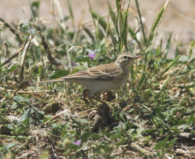 Tawny Pipit (Anthus campestris)