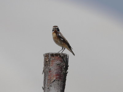 Whichat (Saxicola rubetra)