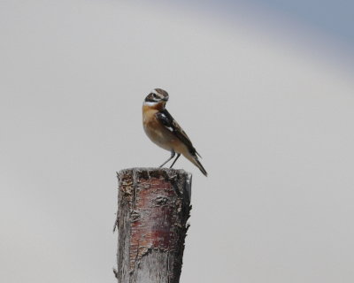 Whichat (Saxicola rubetra)