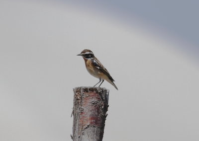 Whichat (Saxicola rubetra)