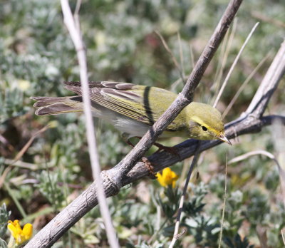 Wood Warbler (Phylloscopus silbilatrix)