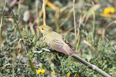 Wood Warbler (Phylloscopus silbilatrix)