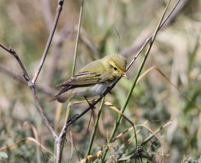 Wood Warbler (Phylloscopus silbilatrix)