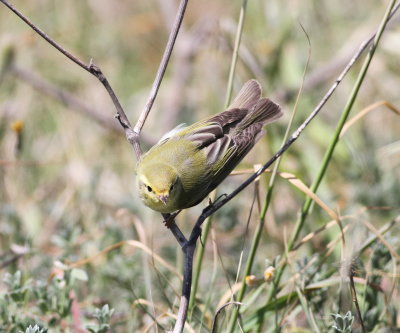 Wood Warbler (Phylloscopus silbilatrix)