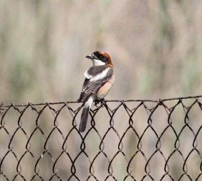 Woodchat Shrike (Lanius senator)