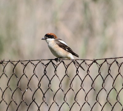 Woodchat Shrike (Lanius senator)