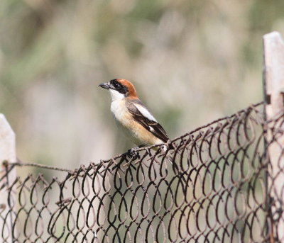 Woodchat Shrike (Lanius senator)