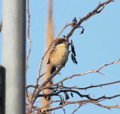 Woodchat Shrike (Lanius senator)