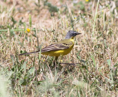 Yellow Wagtail (Motacilla flava)