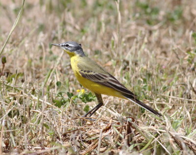 Yellow Wagtail (Motacilla flava)