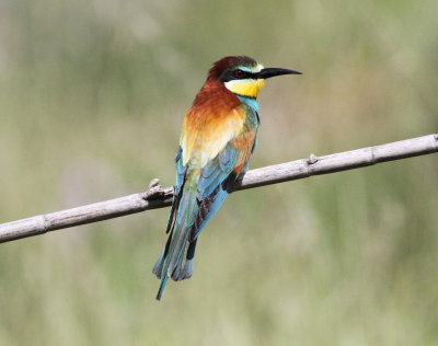 Bee-eater 2 (Merops apiaster)