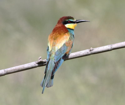 Bee-eater (Merops apiaster)