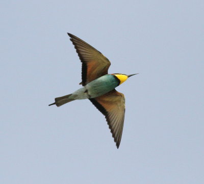 Bee-eater (Merops apiaster)