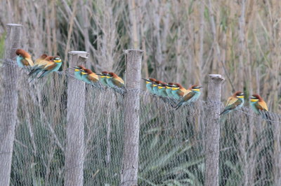 Bee-eater (Merops apiaster)