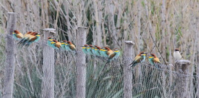Bee-eater (Merops apiaster)