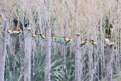 Bee-eater (Merops apiaster)