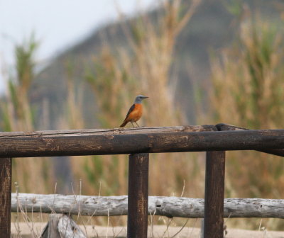 Rock Thrush (Monticola saxatillis)