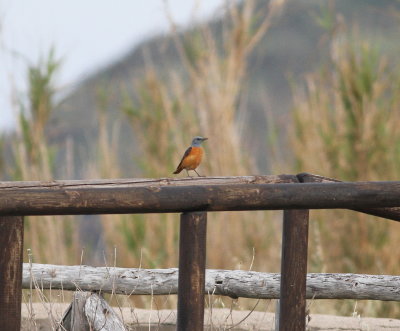 Rock Thrush (Monticola saxatillis)